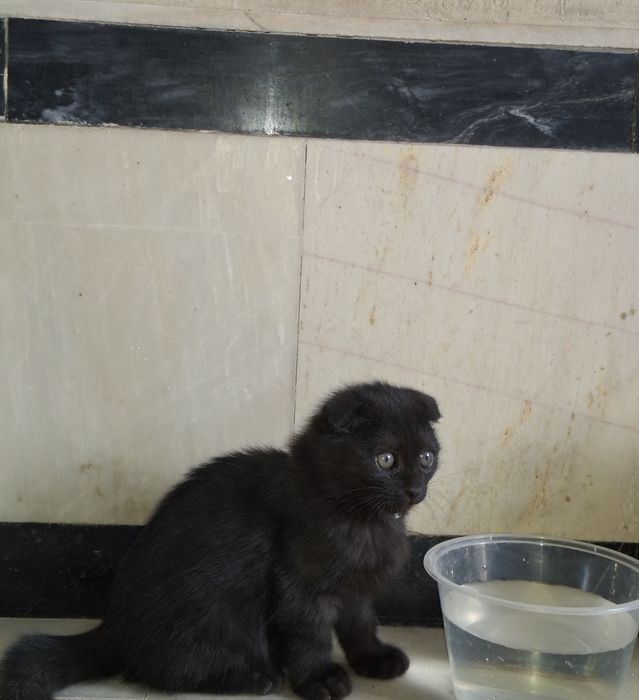 Продаётся котёнок! Породы: Шотландского фолда