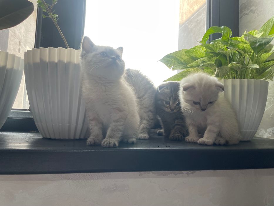 koshka vislouxo porodistiy страйт