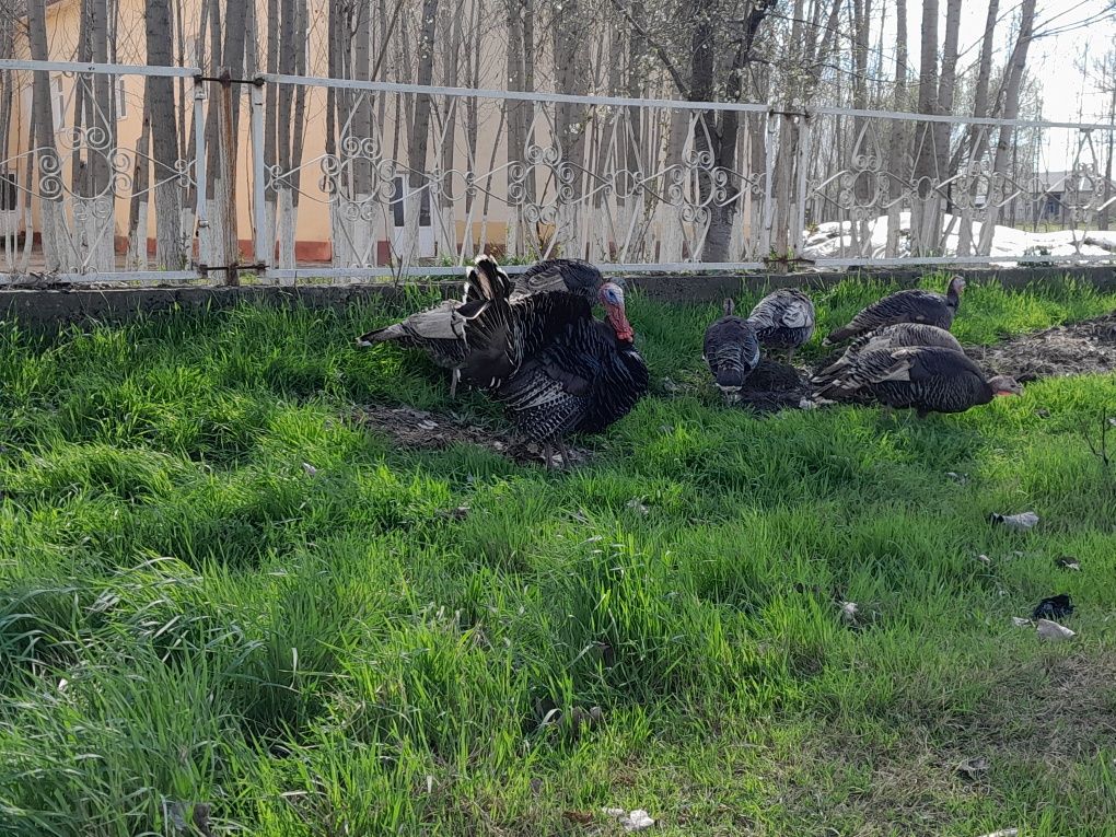 Курки булган ундуклар сотилади