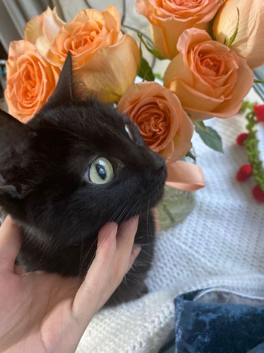 Отдам кошечку по имени Багира