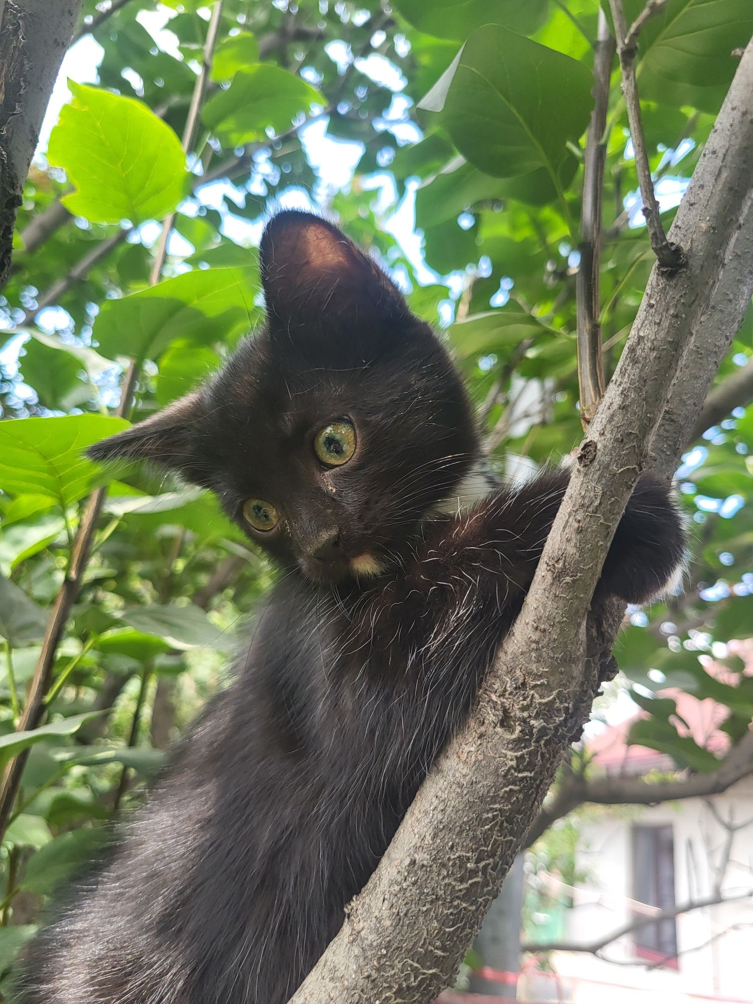 Котята ищут заботливых хозяев