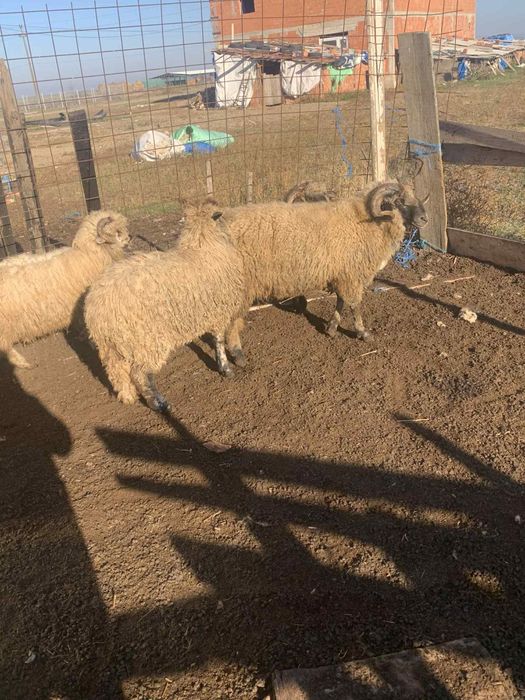 Vând berbeci tineri