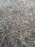 Triticale,grau,ovaz negru si alb