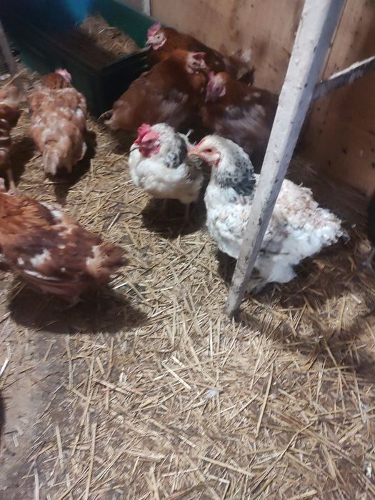 Vând găini de casă și roși Ouătoare