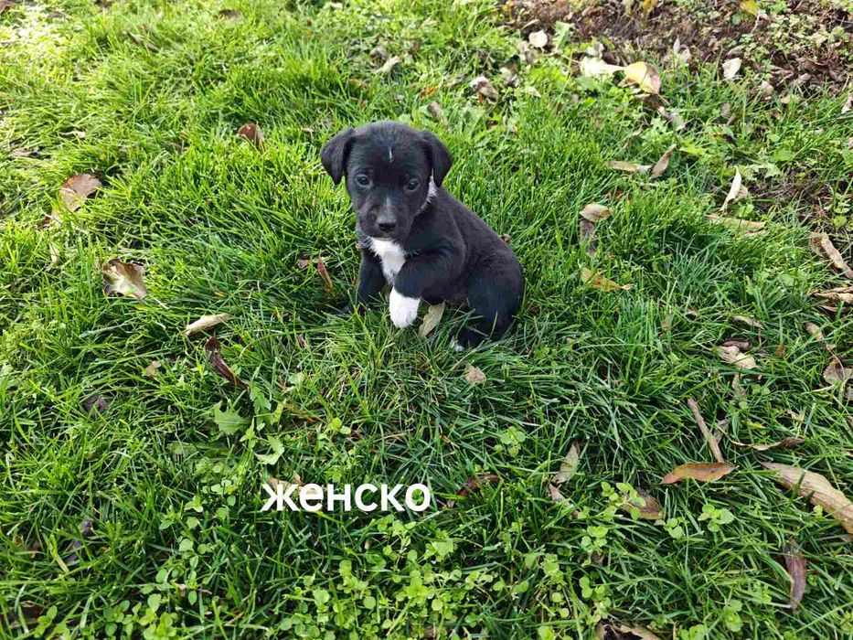 Подаряват се малки кученца