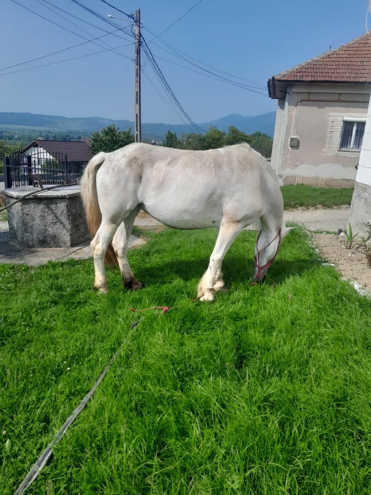 Vand iapa de 9 ani