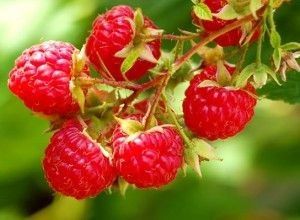 Arbusti Fructiferi (Zmeur Rosu )