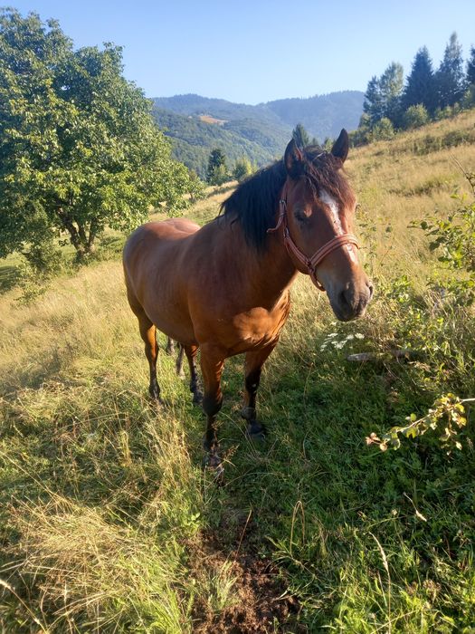 Cai de vânzare frumoși și puternici