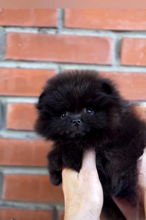 Померан мини мъжко и женско