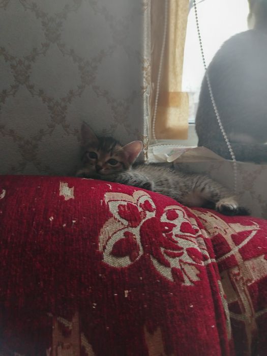 Отдам даром, котенка девочку, игривая к лотку приучена