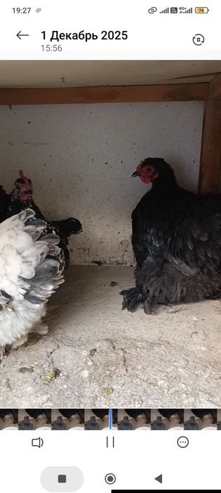 Япон Кох Эски зот товук ва хурозлар сотилади