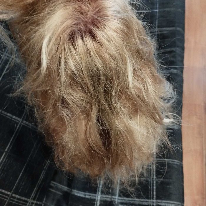 Екстеншъни, екстейшън русо 100% естествена коса на корда, перука