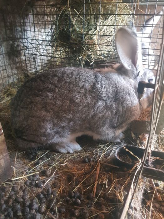 Pers fiz Vand iepuri