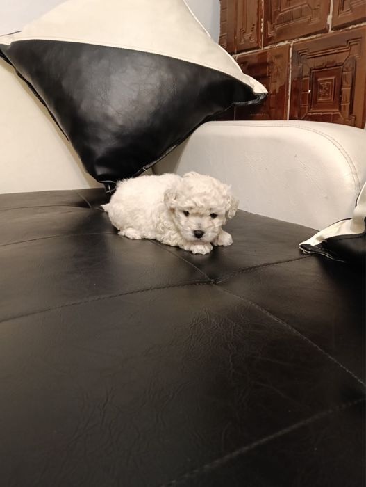 3 fetite bichon frise