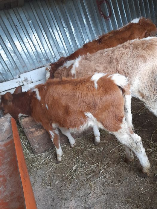 Vitele baltate de 4 luni