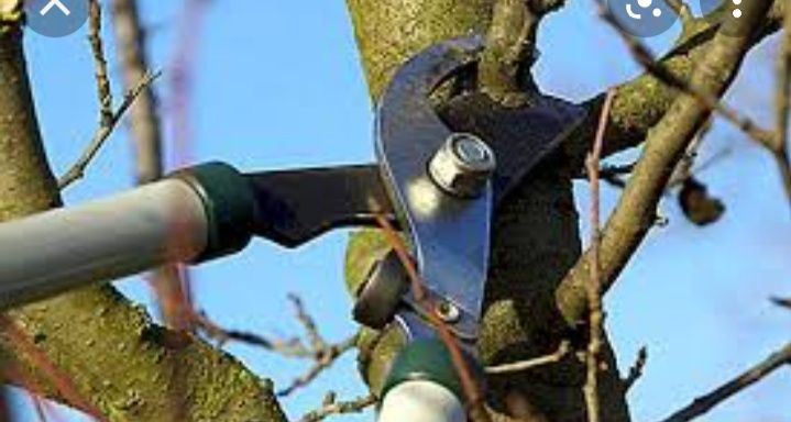 Обрезка деревьев жемис агаштарын кыркамыз