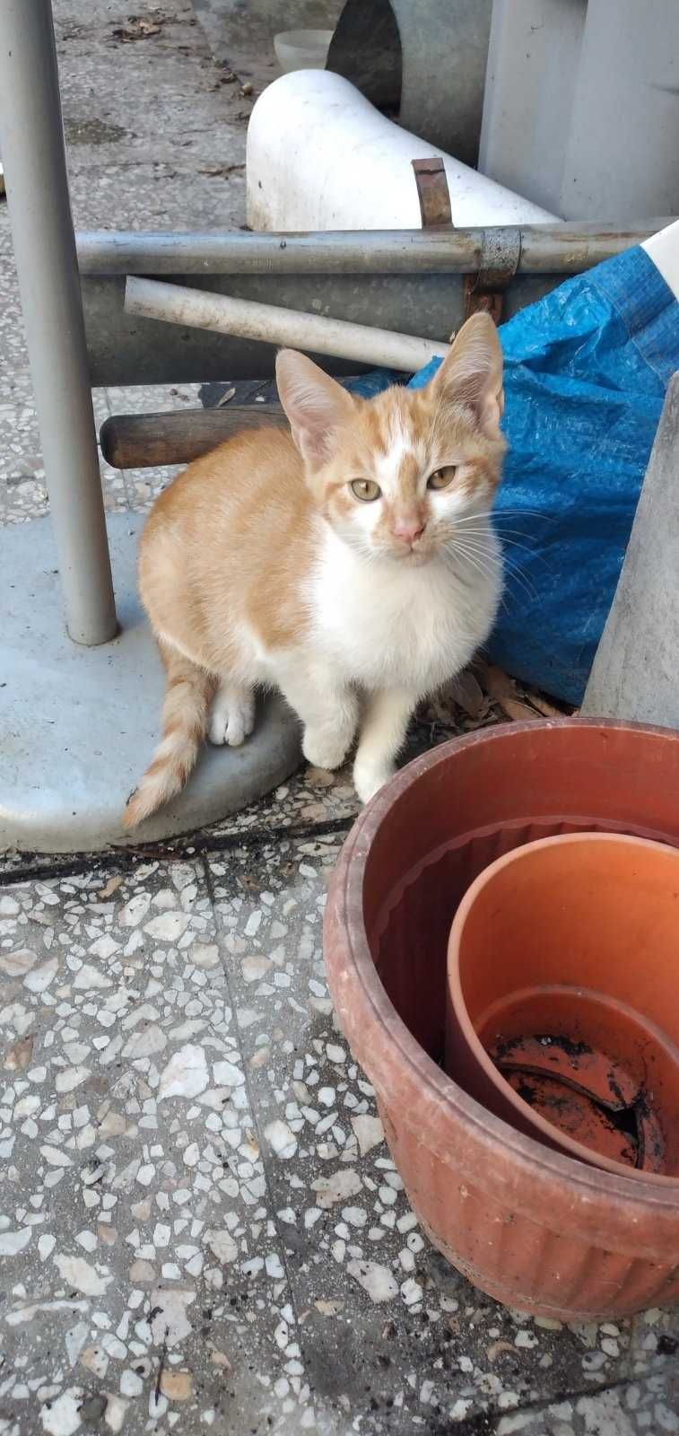 Котета на около 2 месеца в гр.София, Лозенец