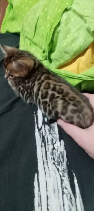 Бенгальские чистокровные котята.