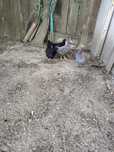 Vand cocosi Australorp și Sussex