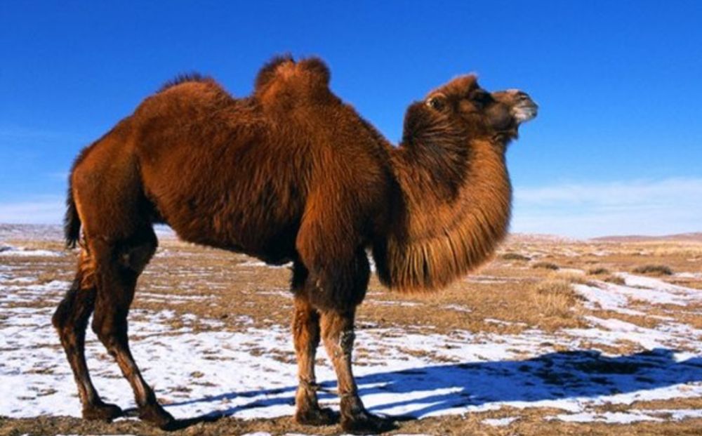 Продам верблюдов