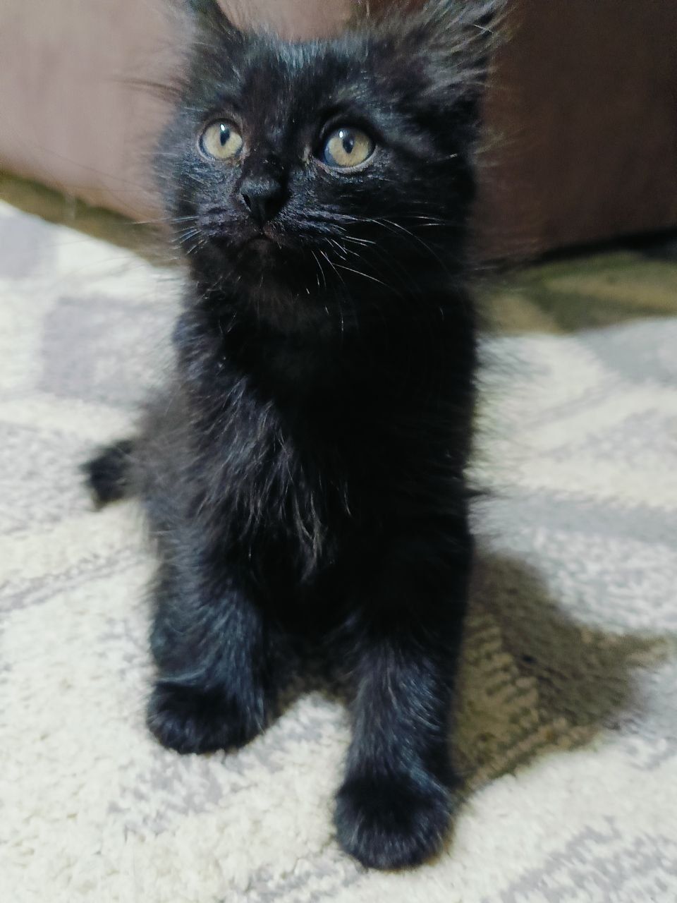 Котята бесплатно