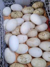Яйца индоуток, пекинские. На инкубацию