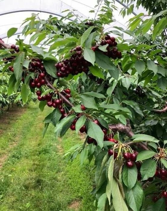 Pomi Fructiferi Pitici Dwarf (Cires)