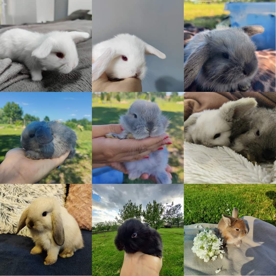 Berbec pitic / holland lop