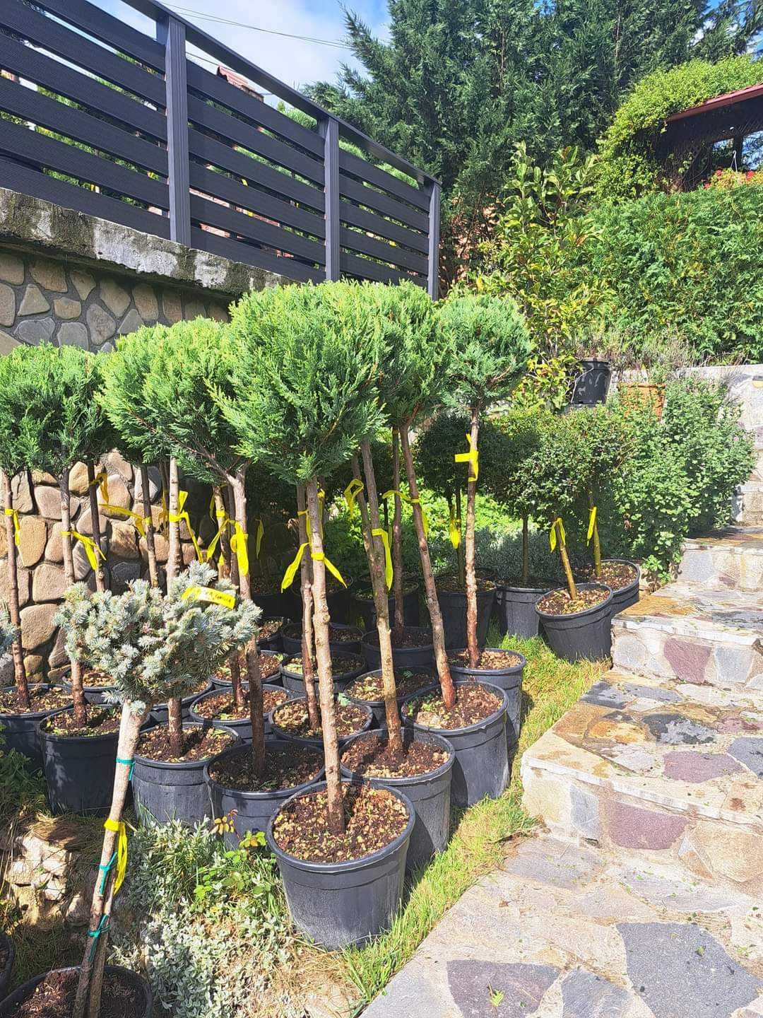 Buxus, pin, leylandi, spirală, pon pon, mesteacăn, tei