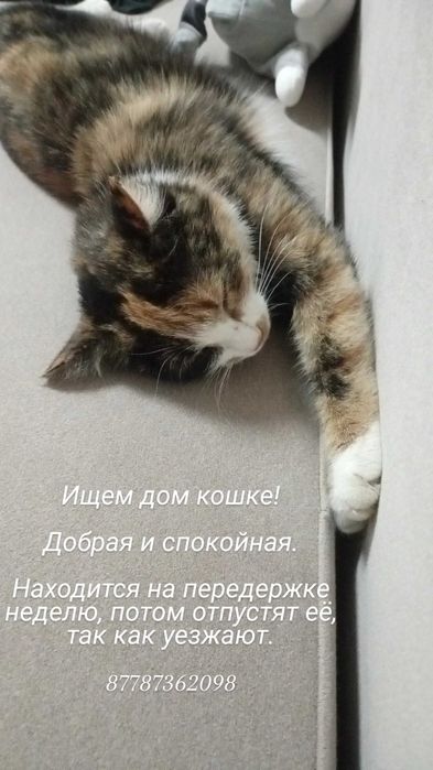 Ищем дом кошке срочно!