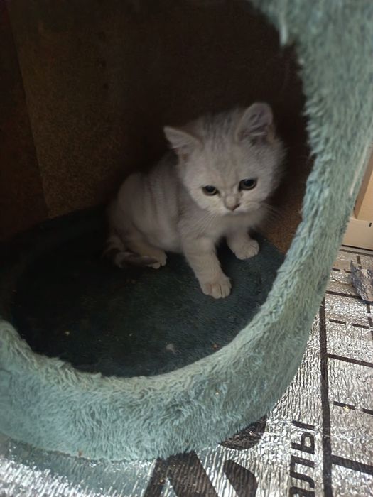 Slever shinshila mushuk.Серебристая шиншилла