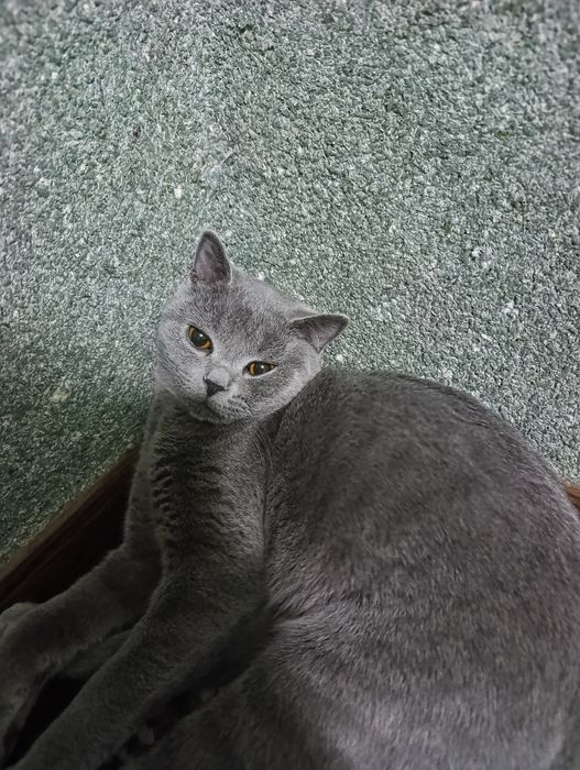 Срочно продам Британский кот