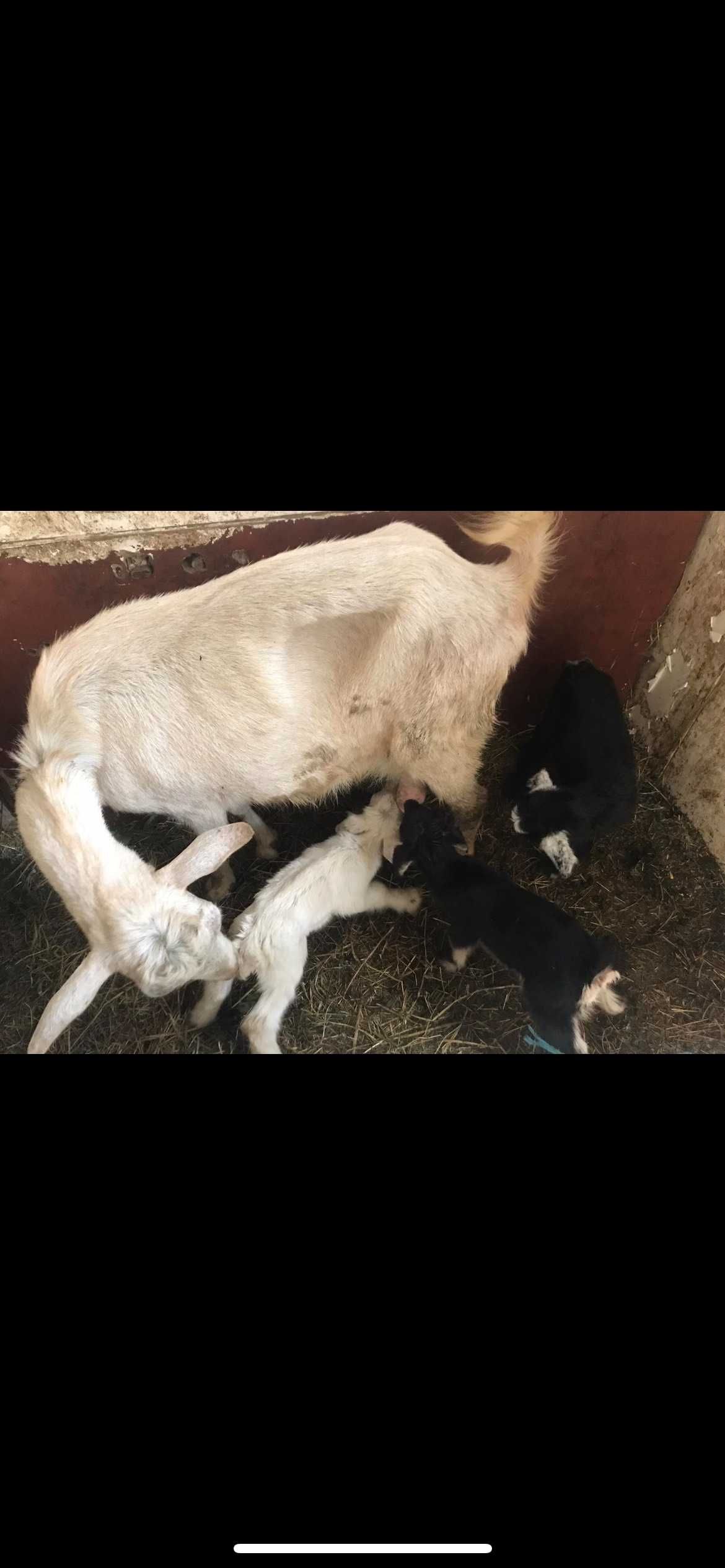 Млечни кози и ярета