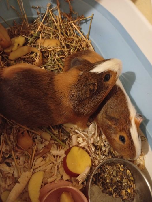 Vînd porcușori de guineea