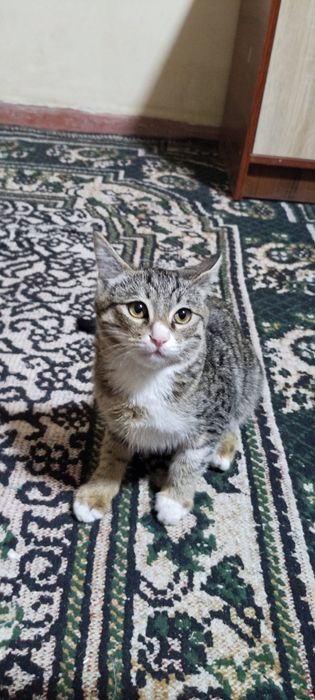 Aqlli egasiga vafodor mushuk