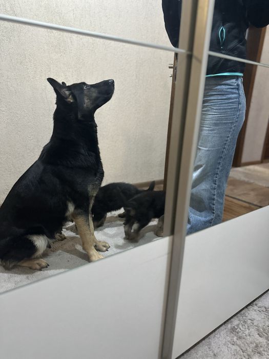 Продават се немски овчарки