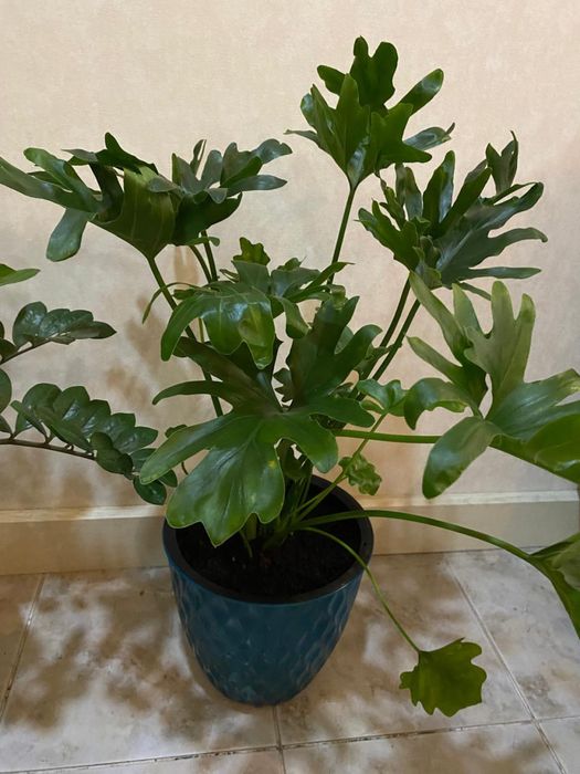 Продам комнатные растения