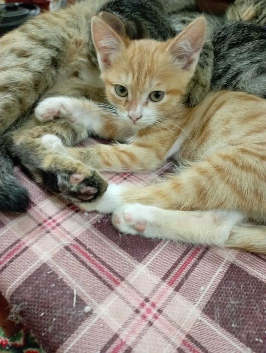 Бесплатно бериледи