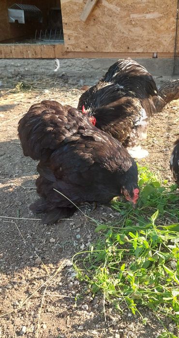 Pereche cochinchina pitic