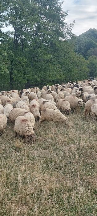 De vânzare 100 oi turcane