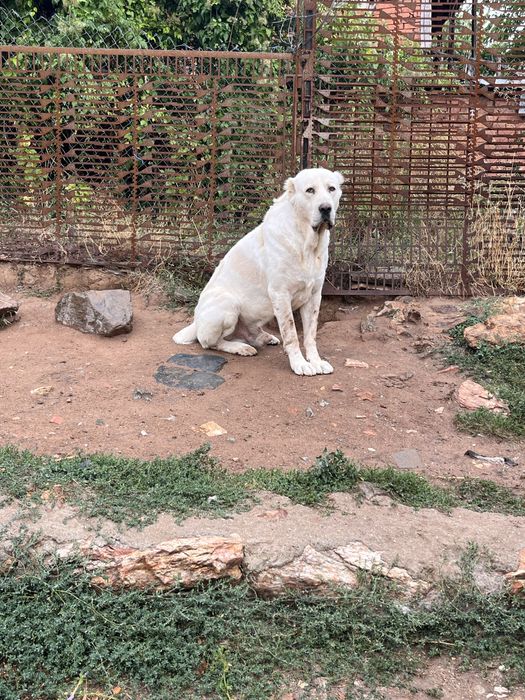 Алабай на два месеца