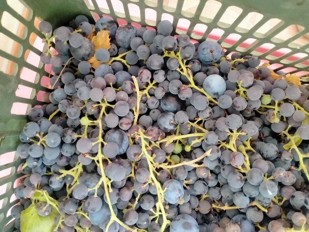 Винный виноград сатамын