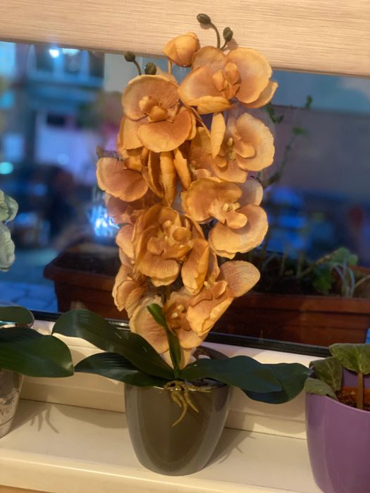 Латексна орхидея