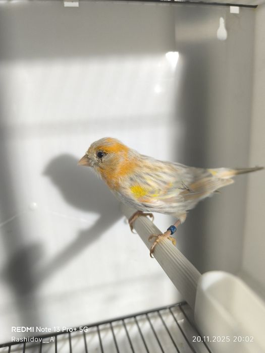 Канарека жужа нар сотилади апал