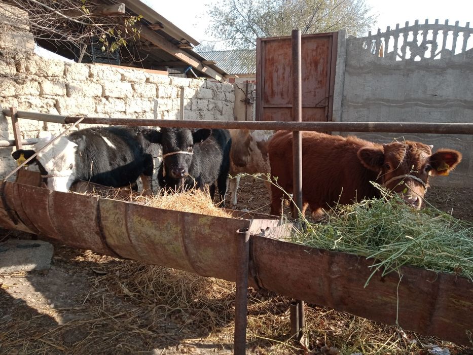Бес бас бұқа сатылады Байзак ауданы Кокталда тұр