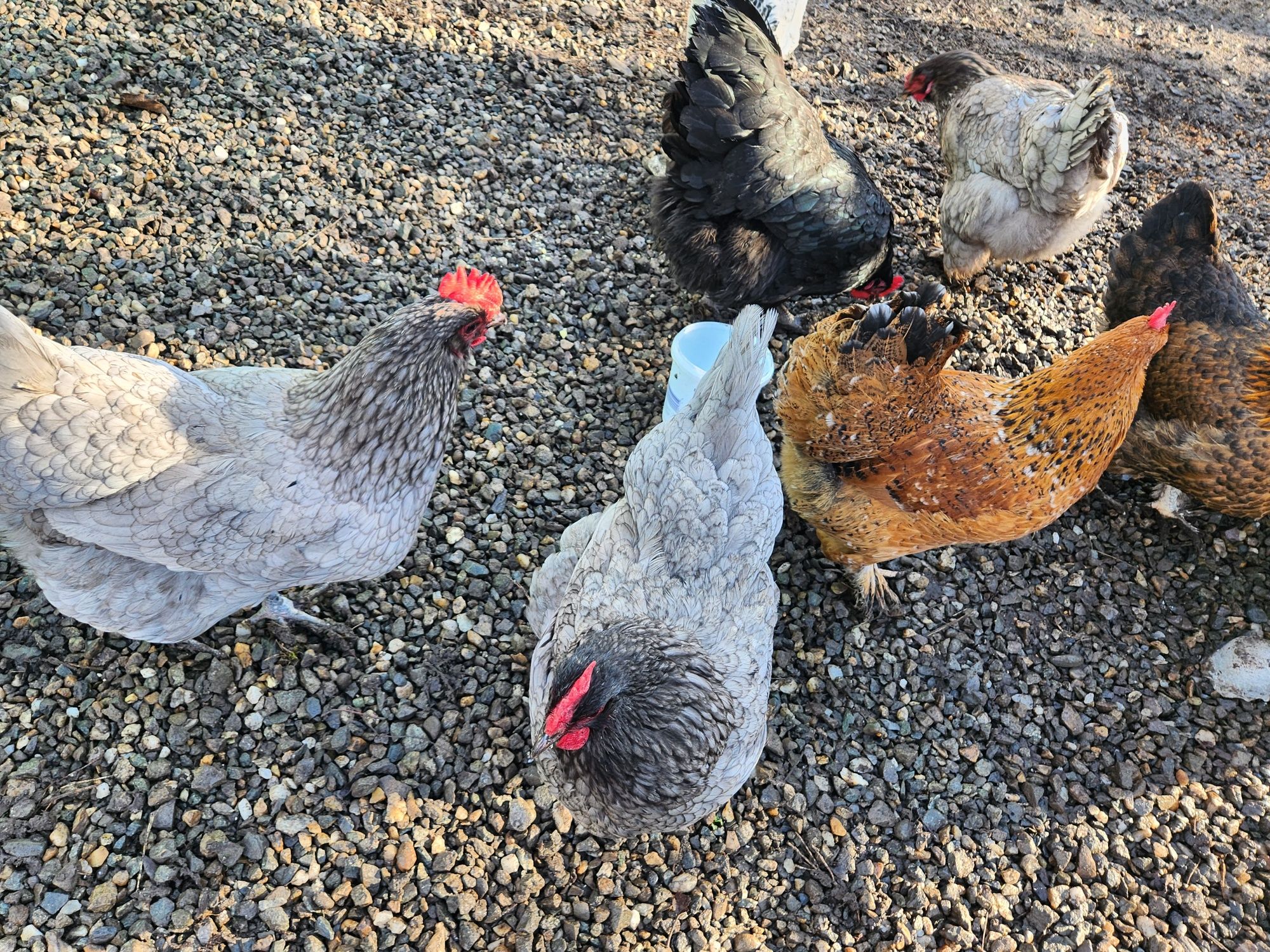 Ouă pentru incubat Australorp albastru,Sussex și alte rase vezi poze