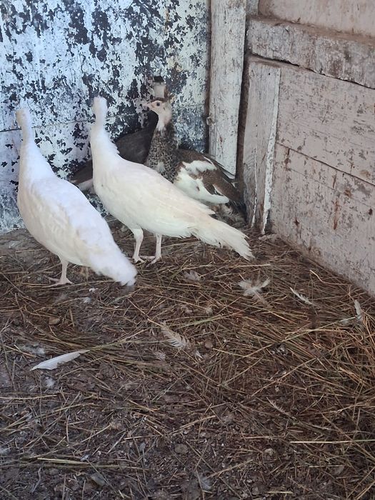 Vând sau schimb puii păun