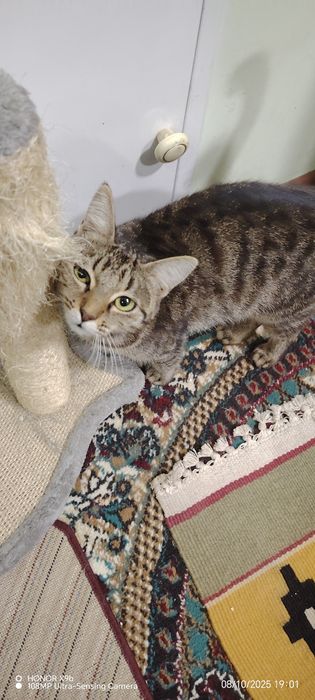 mushuklar tekinga beriladi
