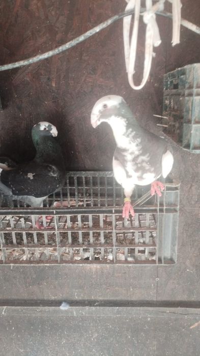 Pereche voiajori germani