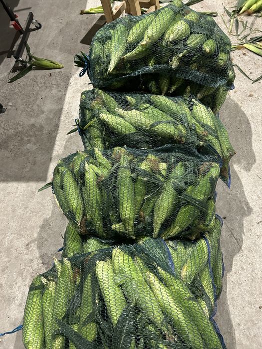 porumb zaharat sweet nugget aprox 30000 buc